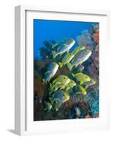 Yellow And Blue Striped Sweeltip Fish, Komodo, Indonesia-Stocktrek Images-Framed Photographic Print