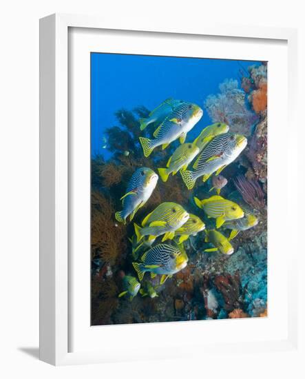 Yellow And Blue Striped Sweeltip Fish, Komodo, Indonesia-Stocktrek Images-Framed Photographic Print