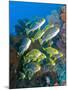 Yellow And Blue Striped Sweeltip Fish, Komodo, Indonesia-Stocktrek Images-Mounted Photographic Print