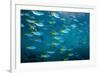 Yellow and blueback fusilier shoal, Andaman Sea, Thailand-Georgette Douwma-Framed Photographic Print