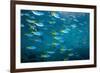 Yellow and blueback fusilier shoal, Andaman Sea, Thailand-Georgette Douwma-Framed Photographic Print