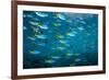 Yellow and blueback fusilier shoal, Andaman Sea, Thailand-Georgette Douwma-Framed Photographic Print