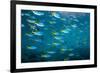 Yellow and blueback fusilier shoal, Andaman Sea, Thailand-Georgette Douwma-Framed Photographic Print