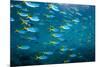 Yellow and blueback fusilier shoal, Andaman Sea, Thailand-Georgette Douwma-Mounted Photographic Print