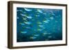 Yellow and blueback fusilier shoal, Andaman Sea, Thailand-Georgette Douwma-Framed Photographic Print