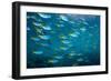 Yellow and blueback fusilier shoal, Andaman Sea, Thailand-Georgette Douwma-Framed Photographic Print