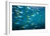 Yellow and blueback fusilier shoal, Andaman Sea, Thailand-Georgette Douwma-Framed Photographic Print