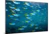 Yellow and blueback fusilier shoal, Andaman Sea, Thailand-Georgette Douwma-Mounted Photographic Print