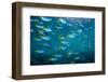 Yellow and blueback fusilier shoal, Andaman Sea, Thailand-Georgette Douwma-Framed Photographic Print