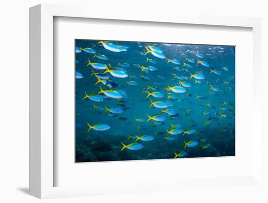 Yellow and blueback fusilier shoal, Andaman Sea, Thailand-Georgette Douwma-Framed Photographic Print