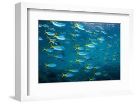 Yellow and blueback fusilier shoal, Andaman Sea, Thailand-Georgette Douwma-Framed Photographic Print