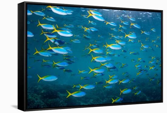 Yellow and blueback fusilier shoal, Andaman Sea, Thailand-Georgette Douwma-Framed Stretched Canvas