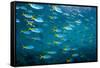 Yellow and blueback fusilier shoal, Andaman Sea, Thailand-Georgette Douwma-Framed Stretched Canvas