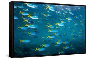 Yellow and blueback fusilier shoal, Andaman Sea, Thailand-Georgette Douwma-Framed Stretched Canvas