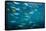 Yellow and blueback fusilier shoal, Andaman Sea, Thailand-Georgette Douwma-Framed Stretched Canvas