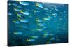 Yellow and blueback fusilier shoal, Andaman Sea, Thailand-Georgette Douwma-Stretched Canvas