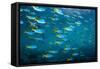 Yellow and blueback fusilier shoal, Andaman Sea, Thailand-Georgette Douwma-Framed Stretched Canvas