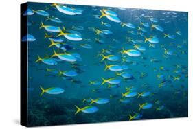 Yellow and blueback fusilier shoal, Andaman Sea, Thailand-Georgette Douwma-Stretched Canvas