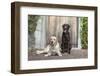 Yellow and Chocolate Labrador Retrievers sitting on rock patio-Zandria Muench Beraldo-Framed Photographic Print