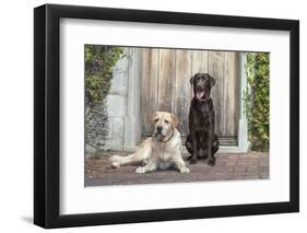 Yellow and Chocolate Labrador Retrievers sitting on rock patio-Zandria Muench Beraldo-Framed Photographic Print