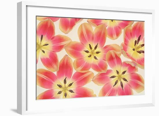 Yellow and Coral Red Tulips-Cora Niele-Framed Photographic Print