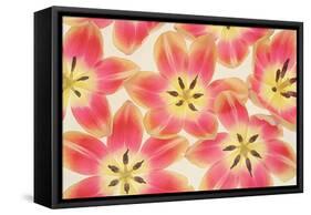 Yellow and Coral Red Tulips-Cora Niele-Framed Stretched Canvas