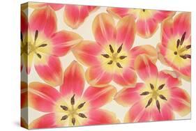 Yellow and Coral Red Tulips-Cora Niele-Stretched Canvas