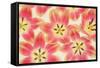 Yellow and Coral Red Tulips-Cora Niele-Framed Stretched Canvas