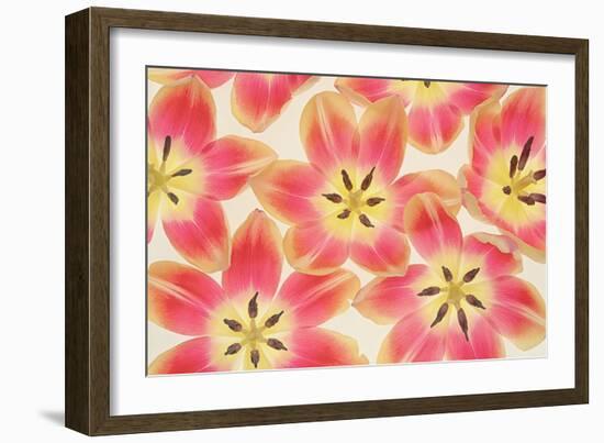 Yellow and Coral Red Tulips-Cora Niele-Framed Photographic Print
