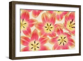 Yellow and Coral Red Tulips-Cora Niele-Framed Photographic Print