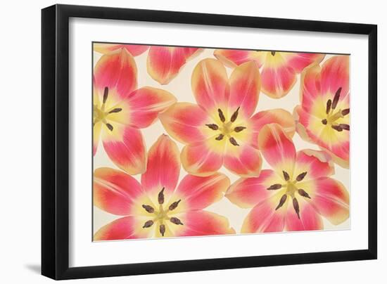 Yellow and Coral Red Tulips-Cora Niele-Framed Photographic Print