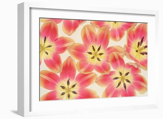 Yellow and Coral Red Tulips-Cora Niele-Framed Photographic Print