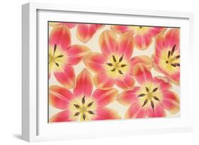 Yellow and Coral Red Tulips-Cora Niele-Framed Photographic Print