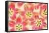 Yellow and Coral Red Tulips-Cora Niele-Framed Stretched Canvas