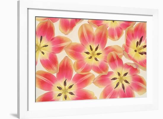 Yellow and Coral Red Tulips-Cora Niele-Framed Photographic Print