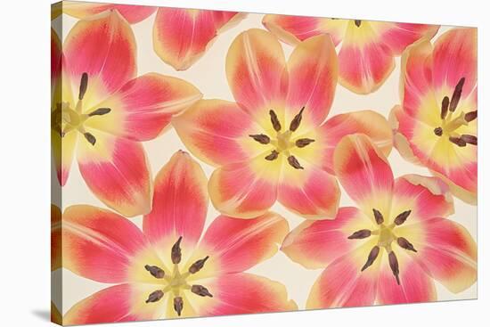 Yellow and Coral Red Tulips-Cora Niele-Stretched Canvas