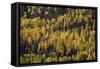 Yellow and Orange Aspens Among Evergreens in the Fall-James Hager-Framed Stretched Canvas