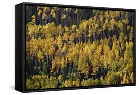 Yellow and Orange Aspens Among Evergreens in the Fall-James Hager-Framed Stretched Canvas