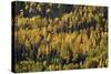 Yellow and Orange Aspens Among Evergreens in the Fall-James Hager-Stretched Canvas