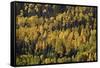 Yellow and Orange Aspens Among Evergreens in the Fall-James Hager-Framed Stretched Canvas