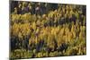 Yellow and Orange Aspens Among Evergreens in the Fall-James Hager-Mounted Photographic Print