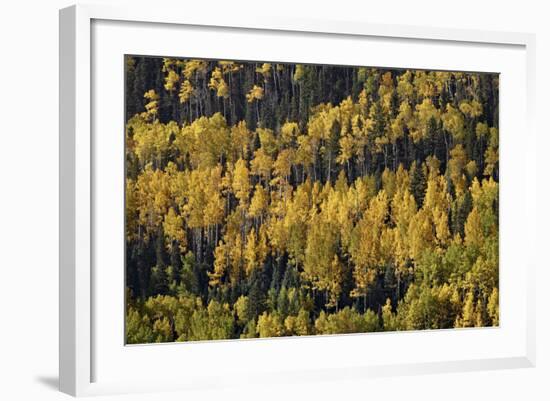 Yellow and Orange Aspens Among Evergreens in the Fall-James Hager-Framed Photographic Print