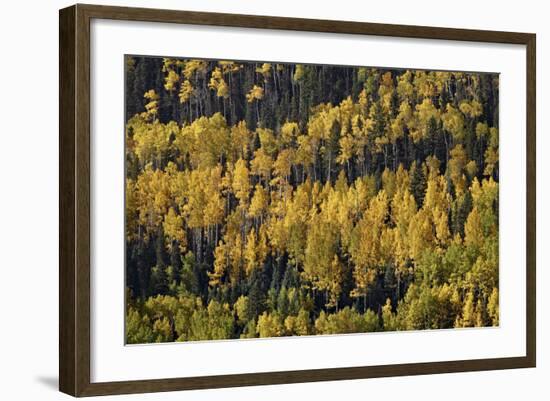 Yellow and Orange Aspens Among Evergreens in the Fall-James Hager-Framed Photographic Print