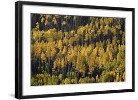 Yellow and Orange Aspens Among Evergreens in the Fall-James Hager-Framed Photographic Print