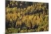 Yellow and Orange Aspens Among Evergreens in the Fall-James Hager-Mounted Photographic Print