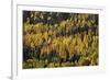 Yellow and Orange Aspens Among Evergreens in the Fall-James Hager-Framed Photographic Print