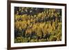 Yellow and Orange Aspens Among Evergreens in the Fall-James Hager-Framed Photographic Print