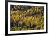 Yellow and Orange Aspens Among Evergreens in the Fall-James Hager-Framed Photographic Print