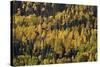 Yellow and Orange Aspens Among Evergreens in the Fall-James Hager-Stretched Canvas