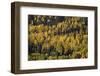 Yellow and Orange Aspens Among Evergreens in the Fall-James Hager-Framed Photographic Print